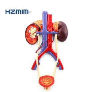 Human Urinary System Anatomy Model: Kidney, Ureter, and Bladder