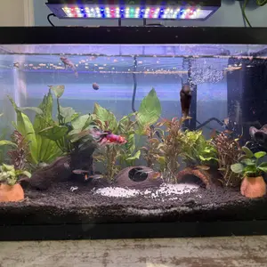 hygger Mini Fish Tank Submersible Heater 20W/75W for 1 -15Gallons Desktop Betta Aquarium Heater with Digital Display Controller Adjustable Temperature