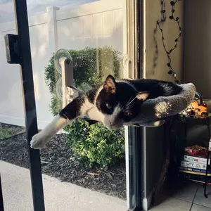 Zakkart Folding Cat Hammock for Window - Cordless, Machine Washable Bed, Robust Metal Frame, Strong Suction Cups - Cat Window Perch for Cats and Small Dogs - White