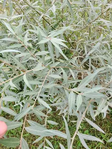 Edelweiss Willow Tree Cutting to Grow - Fast Growing Hedge or Shade. Stunning White Leafs