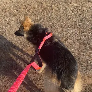 Product Review of iYoShop Hands Free Dog Leash with Zipper Pouch, Dual Padded Handles and Durable Bungee for Walking, Jogging and Running Your Dog from H**y H**s