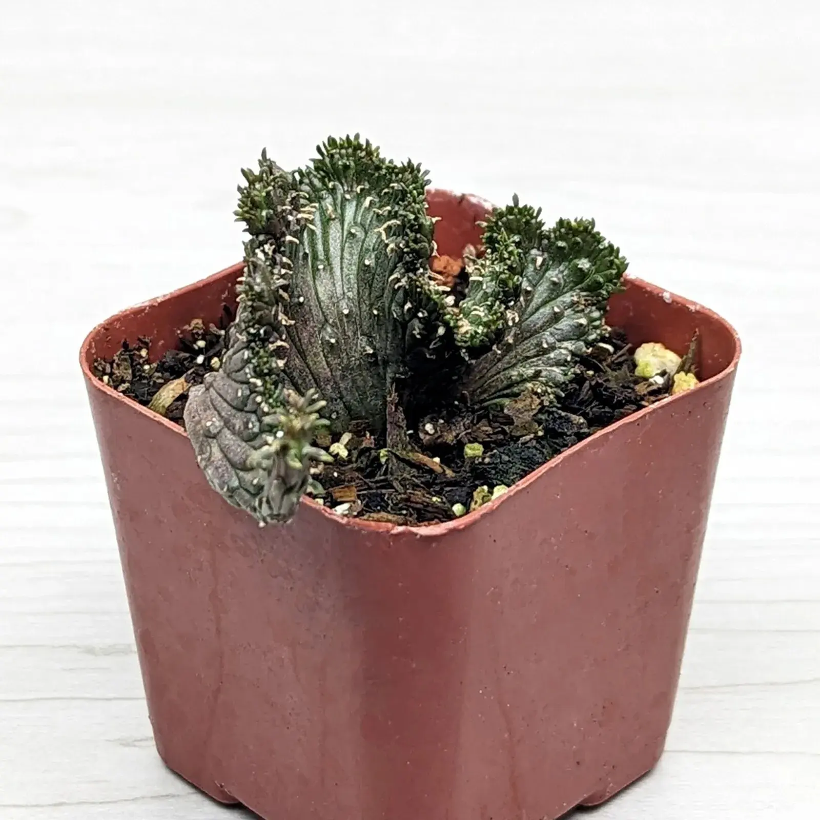 Succulent Plant - Euphorbia Flanaganii Cristata - Live Plants In 2" Pot