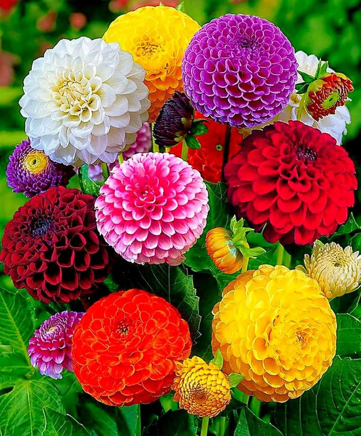 30 Seeds Dahlia Pompon Mix Annual Beautiful Flower