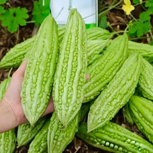 Green Bitter Melon Seeds - 15 Seeds for Home Garden - Vigorous Climbing Vine - Ideal for Trellis Growing - Warm-Season Crop - Momordica charantia