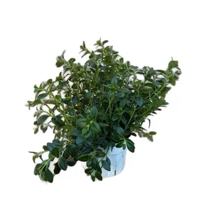 XL Goldfish Plant - 6” Pot