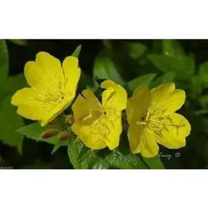 Primrose Seeds - Showy Evening (Yellow) Winter hardy to zone 4,Perennial Flowers