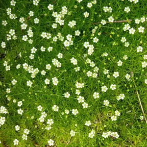 200 Pcs Irish Moss Ground Cover Seeds - Low Growing, Mat-Forming Lawn Alternative for Pathways and Rock Gardens