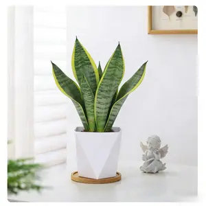 Altman Plants Live Snake Plant (Superba), Approx. 33 cm tall, Virtually indestructible, Easy-care succulent houseplant, in a  pot