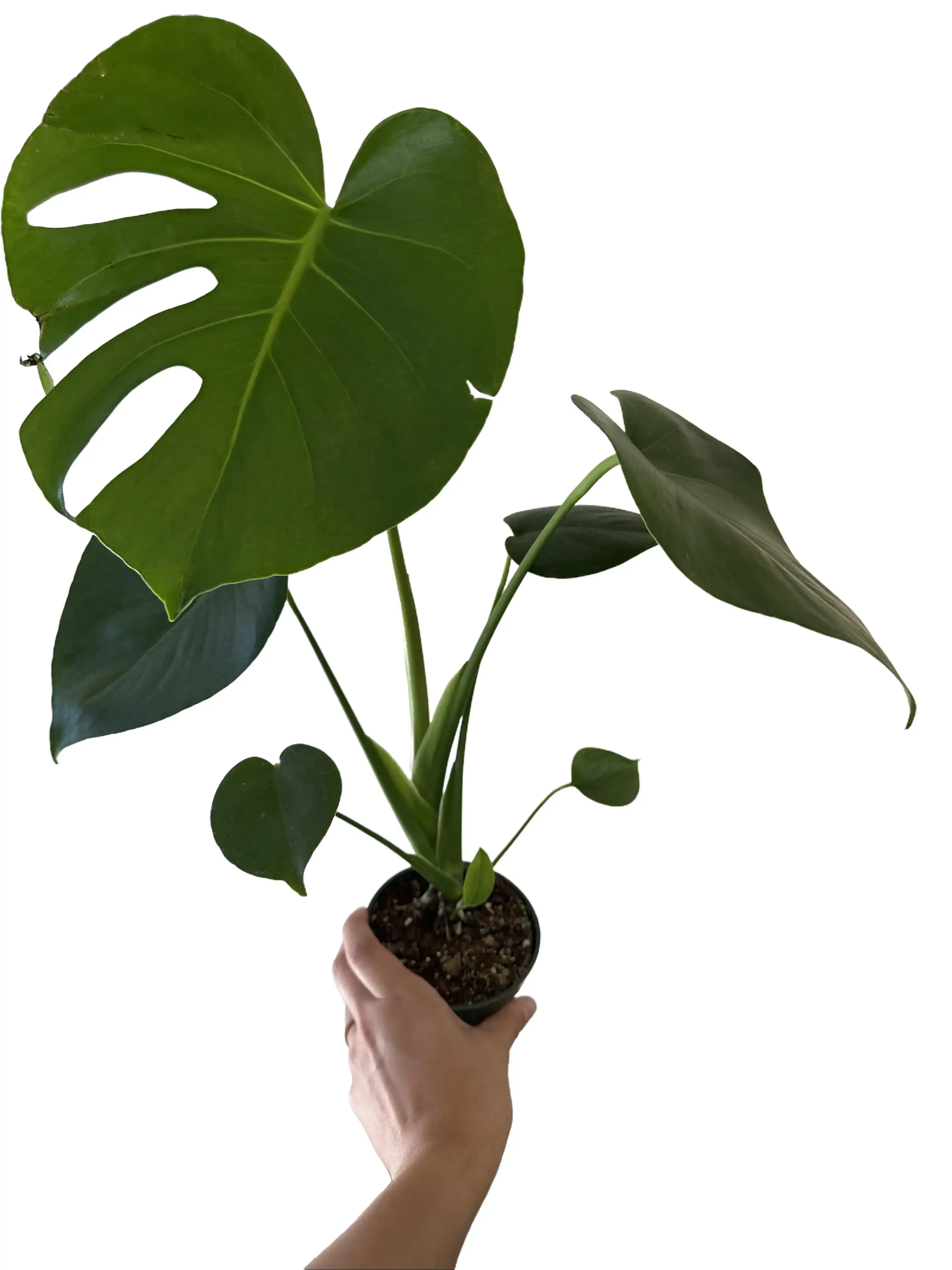 Monstera Deliciosa 4” Potted Live Plant - Super Full Plant - Iconic Houseplant - Tropical Gift - Unique Indoor Plant - Fenestrated Foliage - Heart Shaped Leaves - Climbing Vine - Statement Greenery - Interior Design Favorite