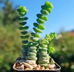 Variegated String of Buttons - Crassula Perforata Variegata - Live Succulent in 4" Pot