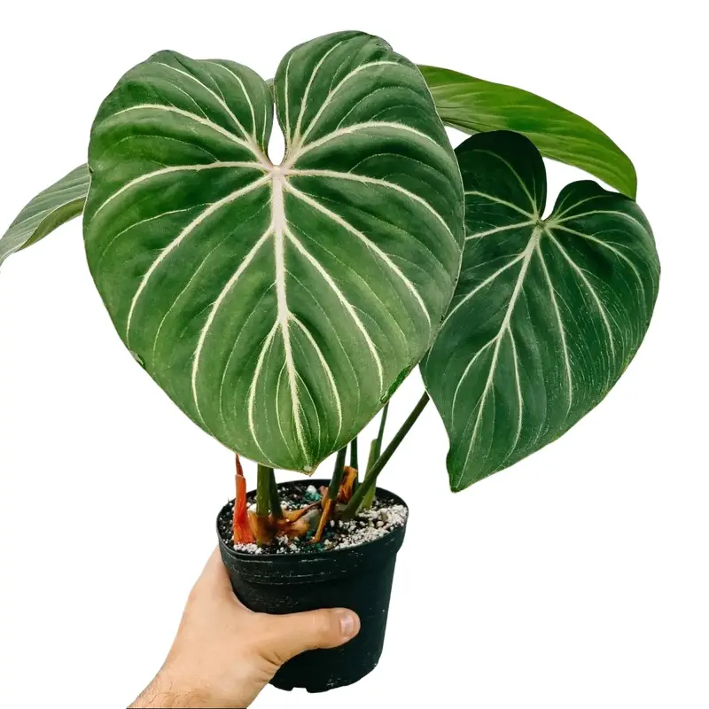 philodendron gloriosum propagation - TikTok Shop