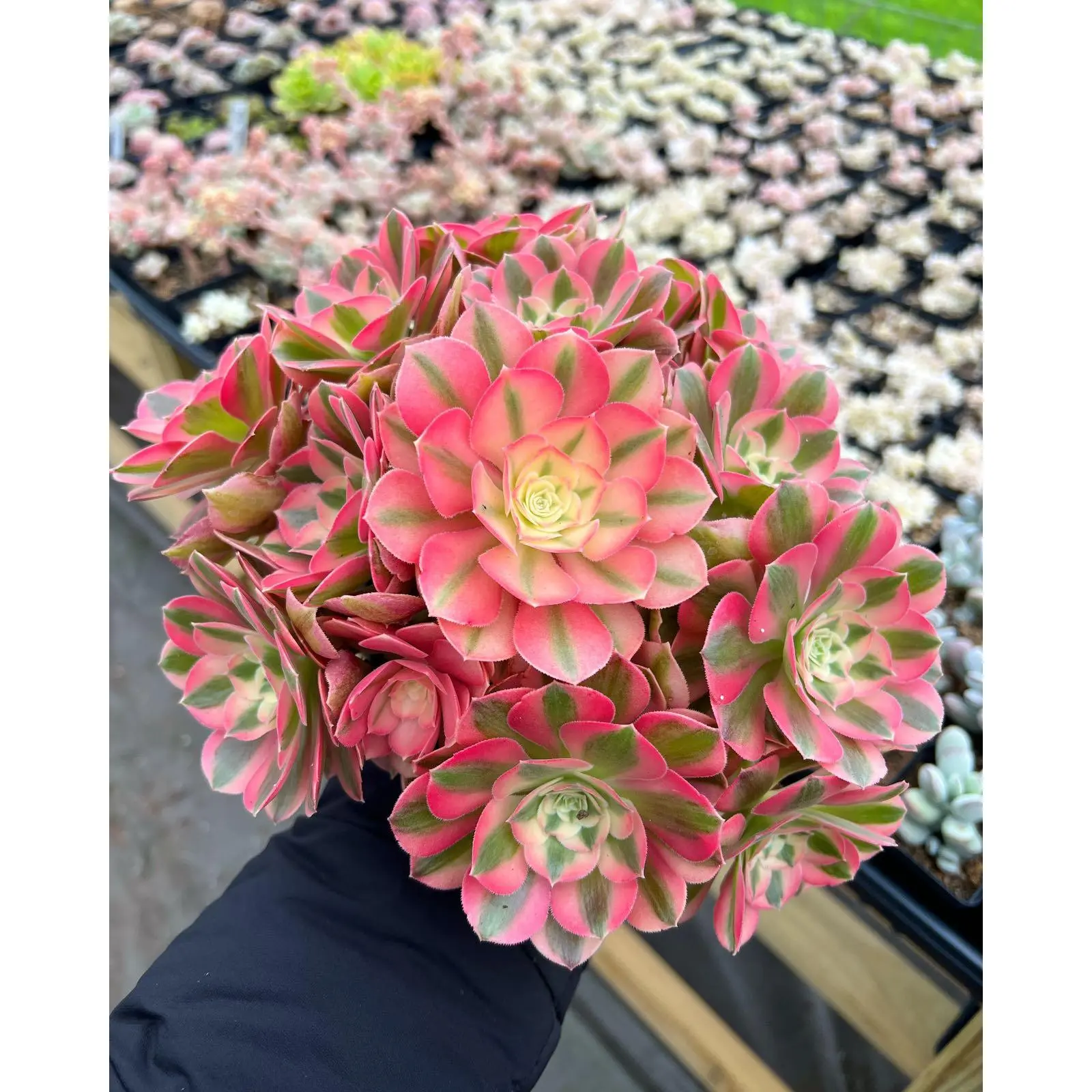 Aeonium Pink Witch - April Farm/Rare Succulents
