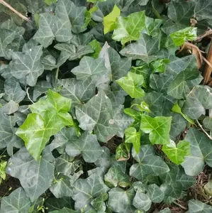 Cold Hardy English Ivy Bare Root Plant
