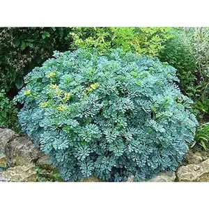 RUE SEEDS, Herb-of-grace , Organic Heirloom !