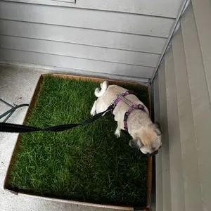 Fresh Patch Real Grass Large (24" x 24")