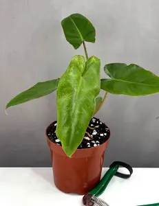 Philodendron Paraiso Verde - Potted Plant with Green Leaves, Ideal for Indoor Use