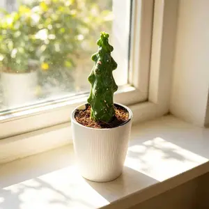 MYR001  Boobies Cactus 4" Live Succulent Plant in Nursery Pot with Unique Sculptural Form Decorative Indoor Cactus for Home Office Collection