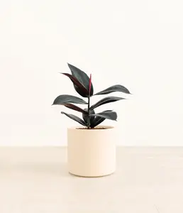 Rubber Tree