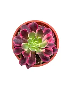 4" Aeonium Medusa – Succulent – Live Plant