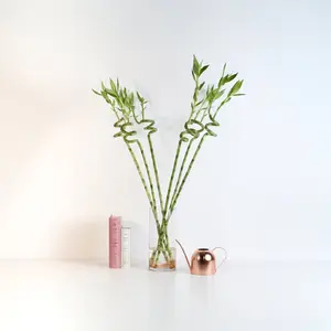 Lucky Bamboo Twists Water Plant EXTRA LARGE 46"