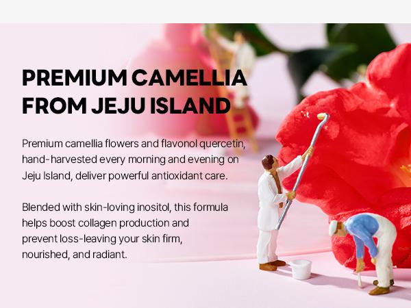 [30m Hydrating Collagen Booster] ROUND LAB CAMELLIA DEEP COLLAGEN FIRMING GEL MASK 34g (face masks, collagen, moisturizing facial mask)