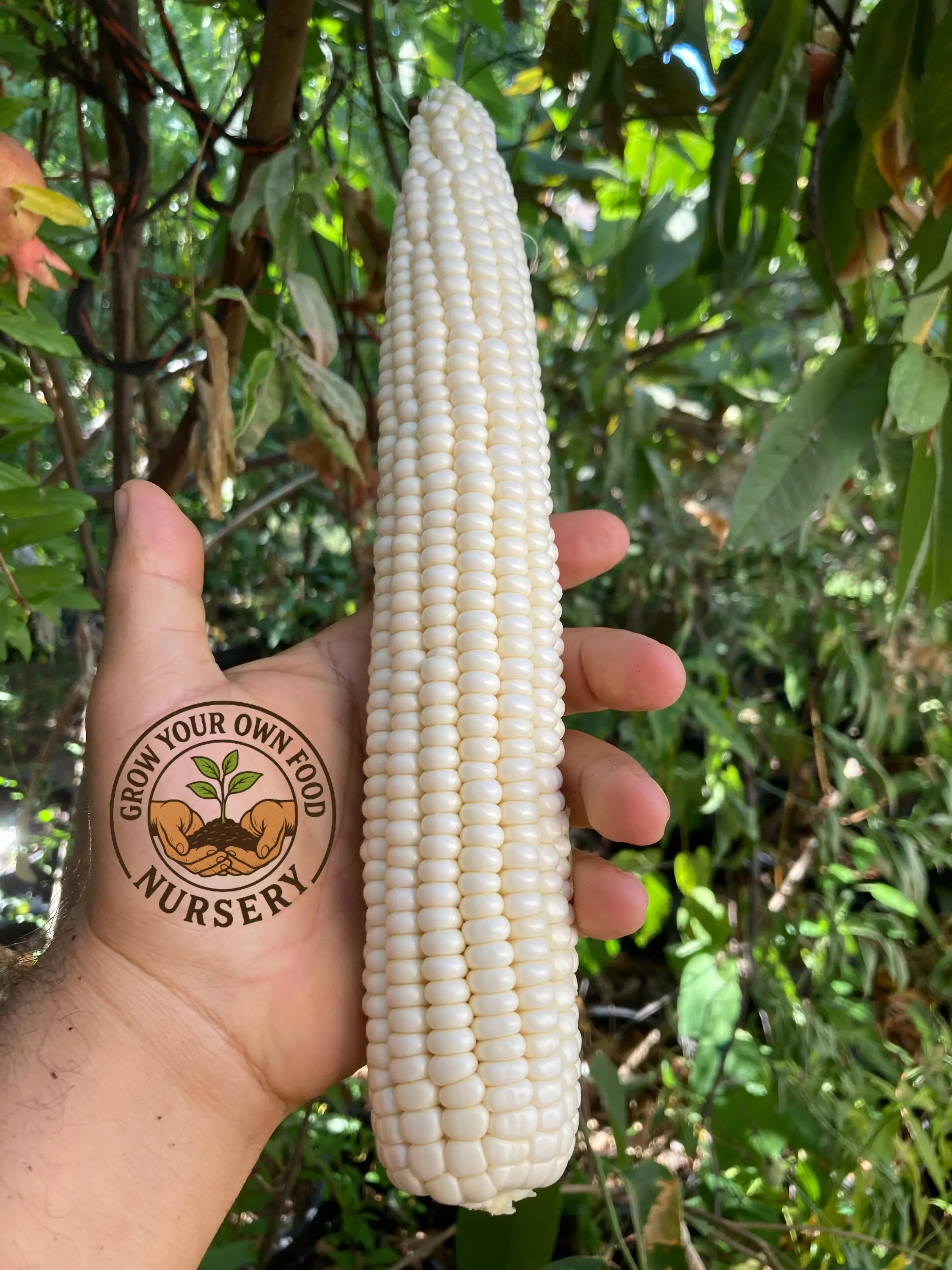 Precoz Heirloom Type White Corn Plant Seeds - 50 Open-Pollinated, Non-GMO Organic Seeds for Grill-Ready Harvest, Grow Your Own Home Garden Supplies