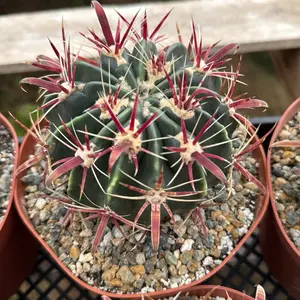 Ferocactus Devils Tongue 6 inch pot succulent Cactus