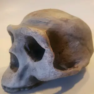 Peking Man Homo Erectus full size skull replica
