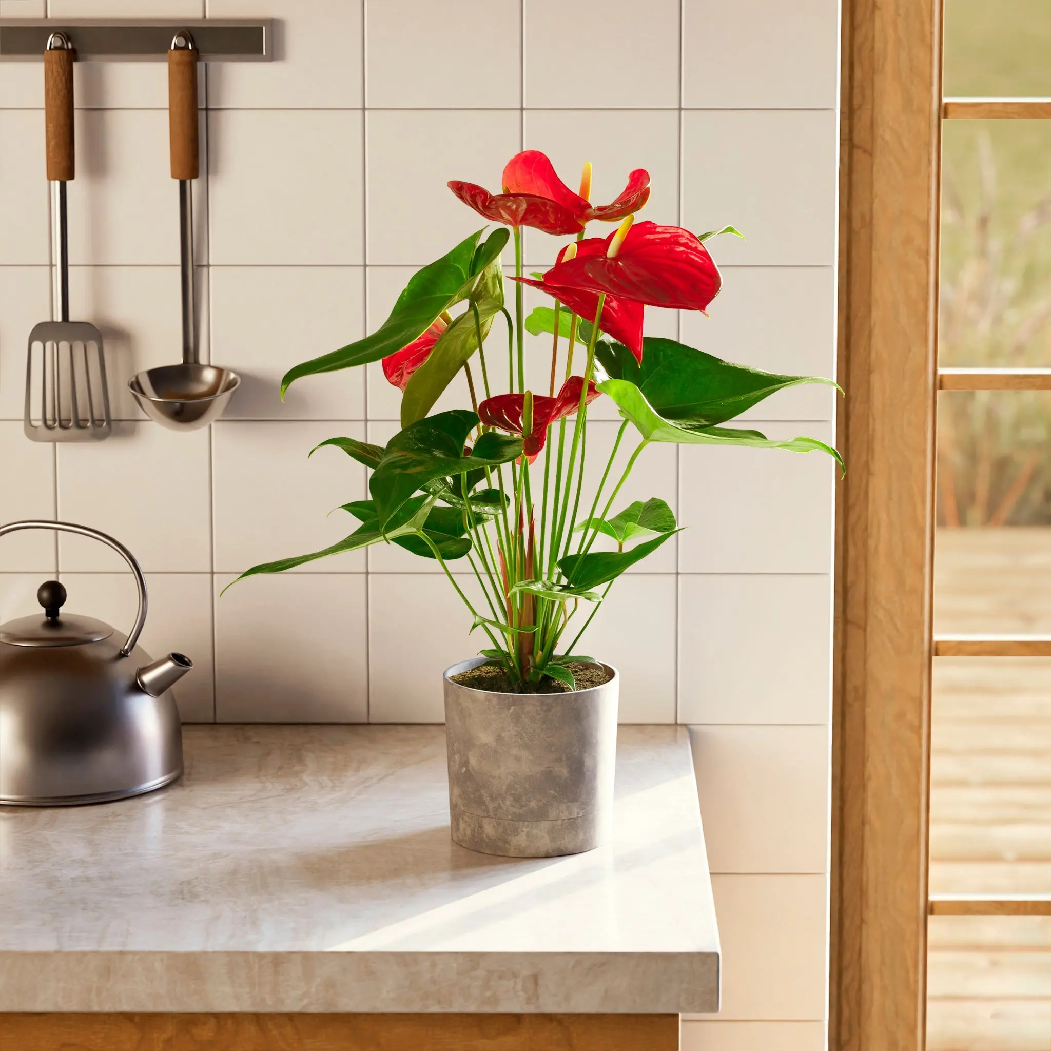 Flamingo Flower