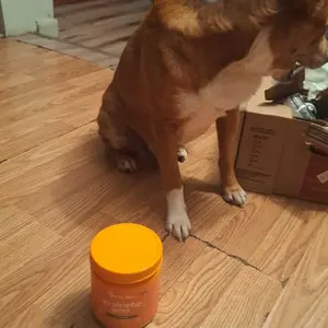 Product Review of Zesty Paws Probiotic Bites for Dogs - Canine Nutritional Supplement with Six Probiotics for Gut Health & Immune Function from N**o