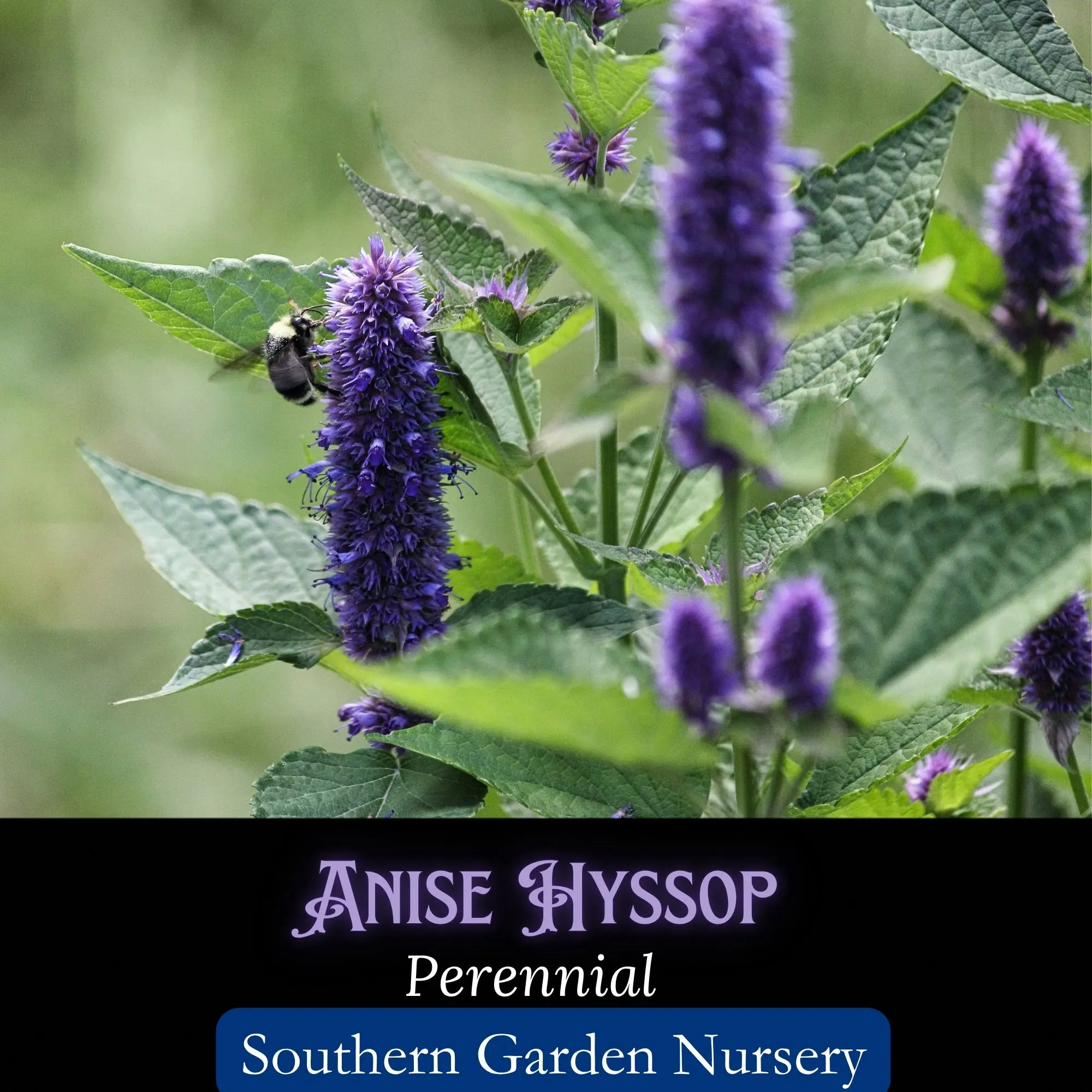 Anise Hyssop Seeds, Agastache foeniculum, Native Perennial, Medicinal Herb and Pollinator Magnet
