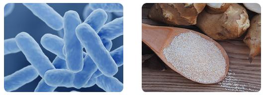 FINN Digestive Probiotics for Dogs - Complete Digestive System Support with 6 stains  Live Probiotics, Pumpkin & Prebiotics - Vet Recommended - 90 Soft Chews – Canine Nutritional Supplement