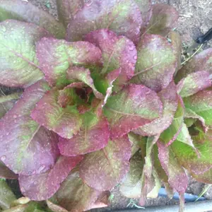 Organic Rouge D'Hiver Lettuce Seeds (Lactuca sativa) – Heirloom French Variety with Striking Red Leaves