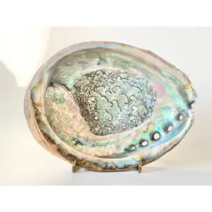 Abalone Shell with stand