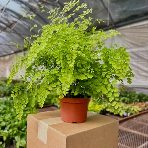 Fern Maidenhair