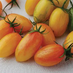 Steep Hill Garden Blush Tomato Seeds - Heirloom Plum, Fruity Orange-Yellow, 10-100 Count