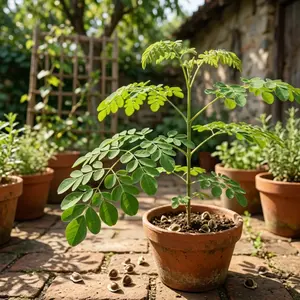Premium Moringa Seeds High Germination Rate Organic Edible Moringa Oleifera for DIY Crafts Tea Infusions & Garden Planting