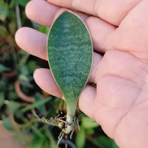 Dwarf Whale Fin Sanseveria Easy-Care Indoor/outdoor Plants approx 2"-5" tall