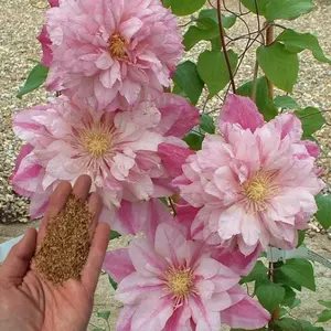 Green River - Double Light Pink Clematis Seeds, 50 Premium Seeds for Gardening, Vertical Garden Climbing Vine, Perennial Flower Seeds for Trellis, Fences & Arches, Pink Clematis Seeds, Cottage Garden Plants, Non-GMO