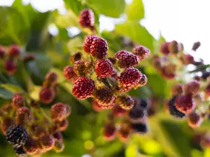 AnnAroma Candles Mulberry Scented Wax Melts with Fruity Bouquet of Peach Pineapple Orange & Red Berries and Madagascar Vanilla