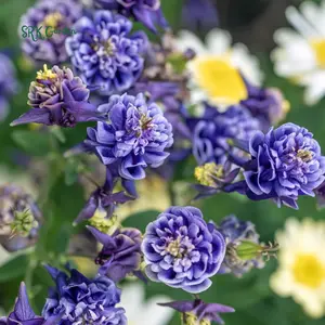 Double Mixed Columbine seeds | 100 Seeds