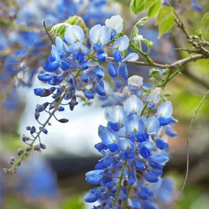 Blue Wisteria Sinensis-Chinese Wisteria Tree 10 Seeds Privacy Screen Striking Landscaping Plant Easy to Grow & Maintain