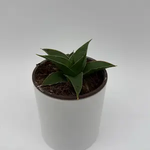 Sansevieria Maya 4” Pot – Snake Plant | Easy Care Collector’s Houseplant | Tropical Indoor Plant