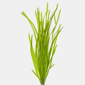 Italian Vallisneria (Tank Grown & Low Price!!!)