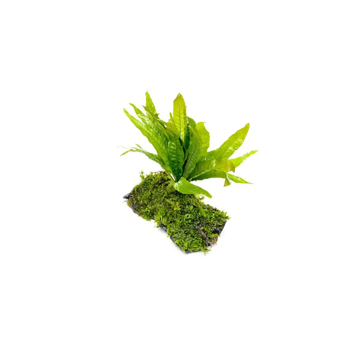 Christmas Moss and Java Fern on Driftwood