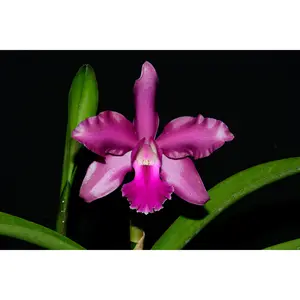 Cattleya Miss Endicott x Laeliocattleya Mi Morena