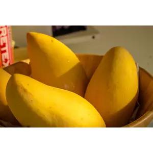 Ataulfo Mango Seedling Live Plant