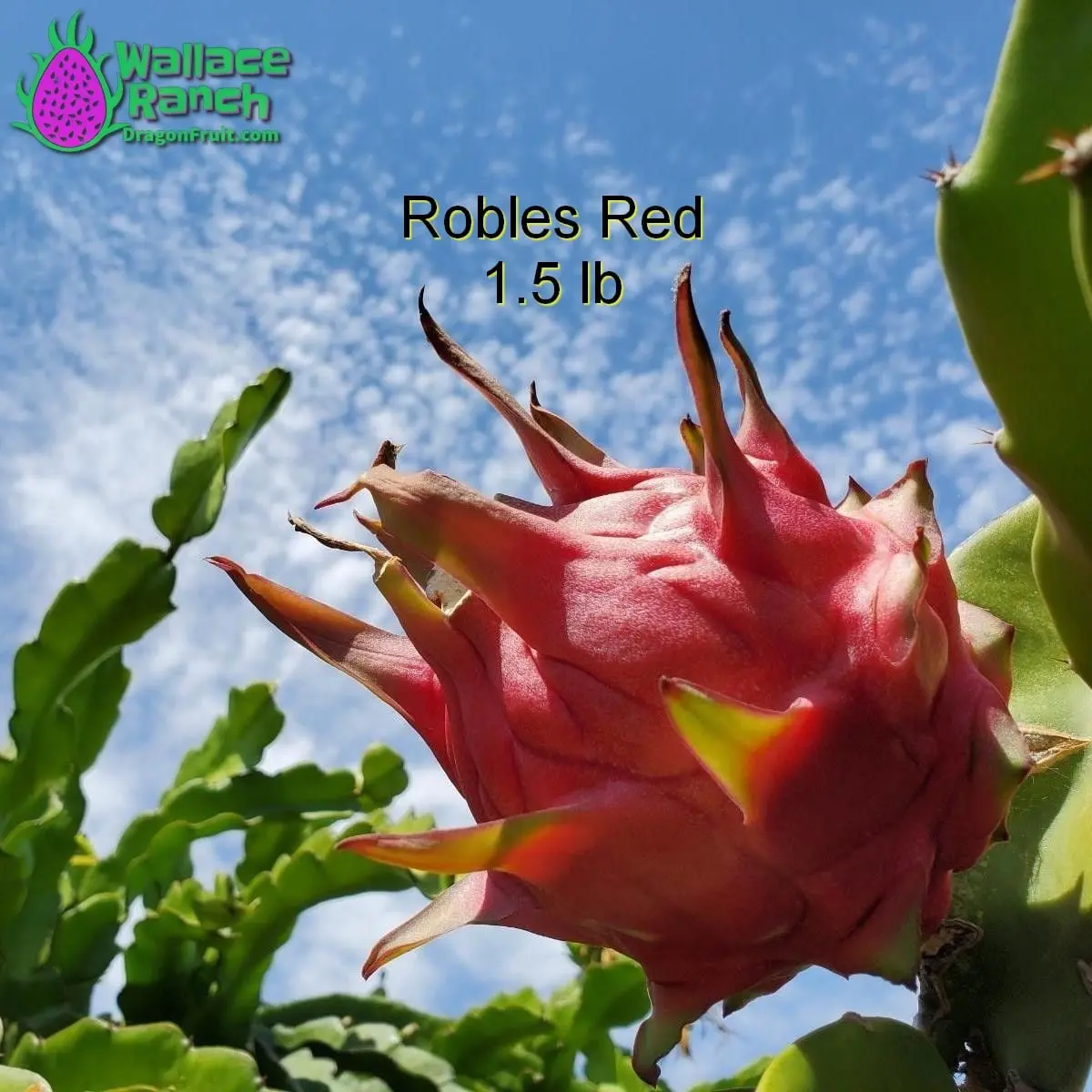 Wallace Ranch Dragon Fruit Cuttings for Growing Your Own Dragon Fruit with Magenta Flesh and Delicious Tasty Flavors