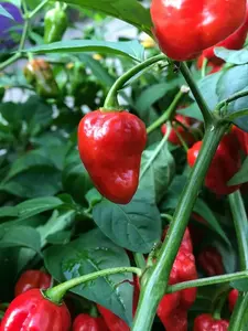 CARIBBEAN RED HABANERO CHILI LOT OF 3 Super Hot Pepper LIVE PLANTS