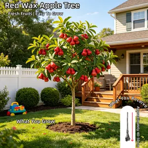 Grafted Wax Apple Plant - Dwarf Tropical Fruit Tree - Fast Growing for Patio & Containers